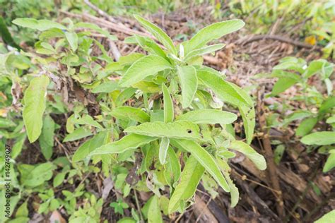 Sambong plant medicinal tea, philippines Stock Photo.